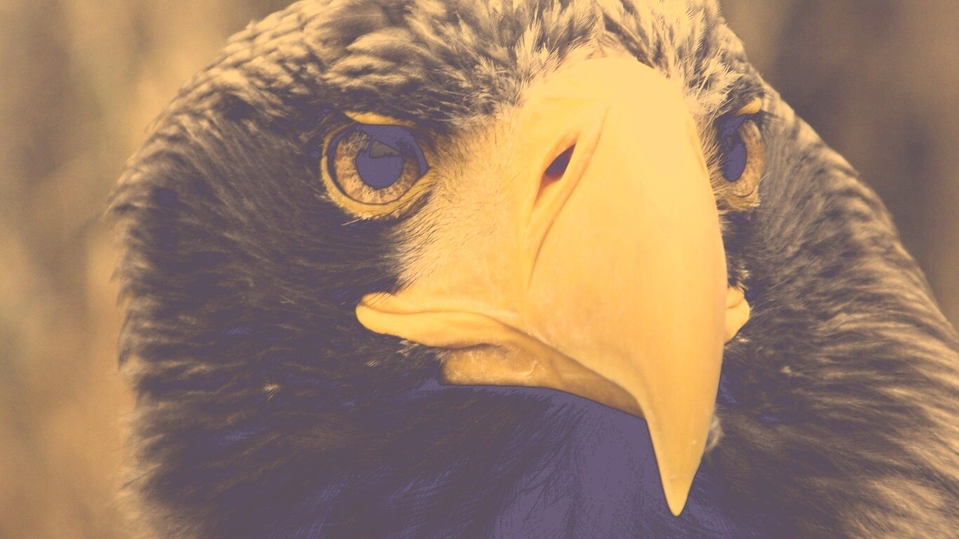 Орёл - птица гордая обои