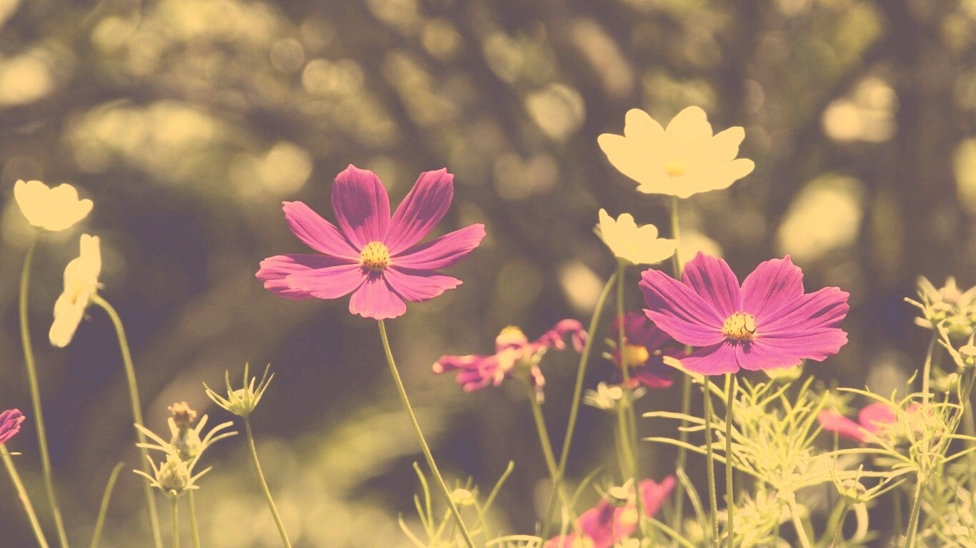 Белые и розовые цветочки обои