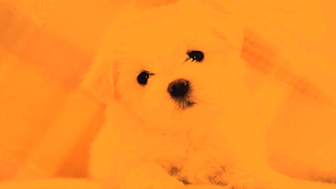 Щенок мальтийской болонки обои