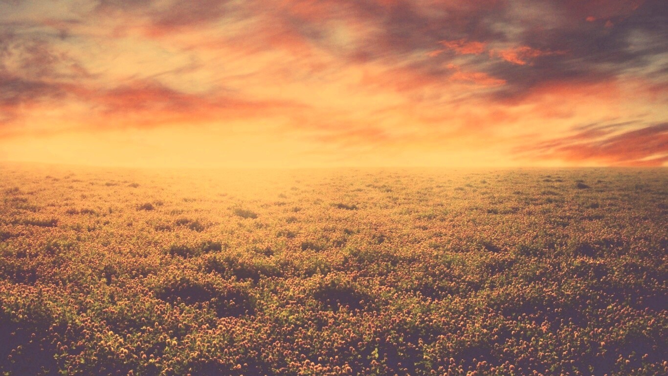 Закатное небо над цветочным полем обои