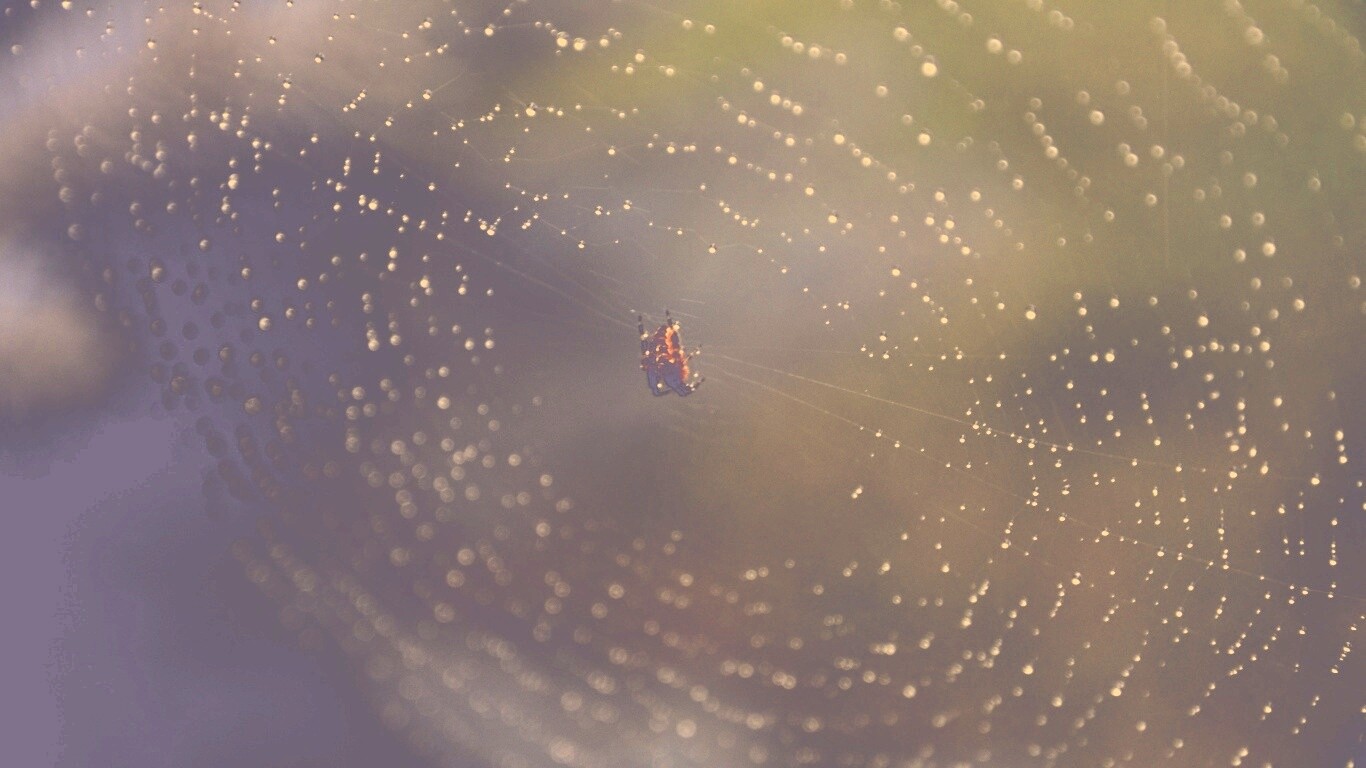 Паук на паутине обои