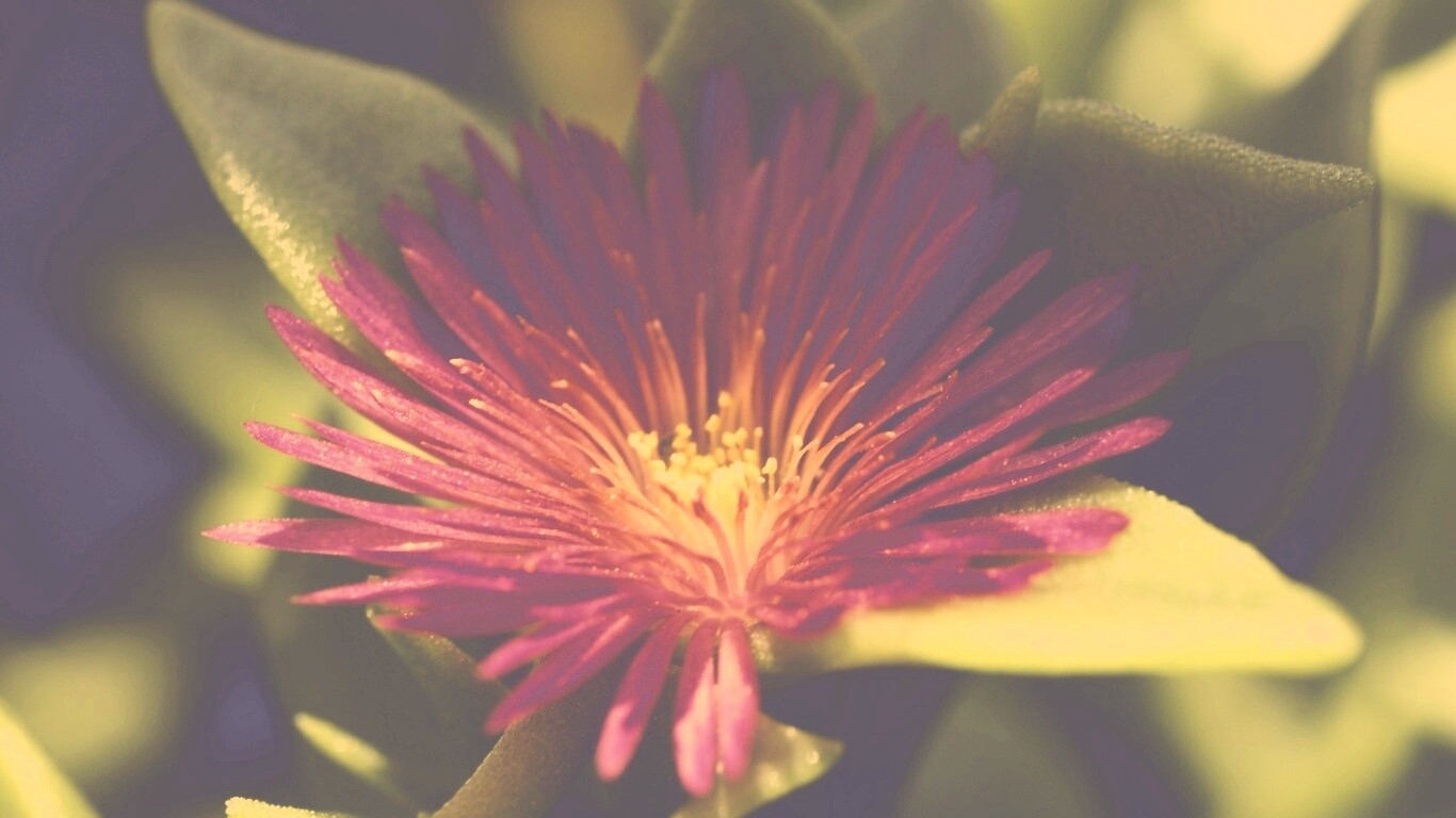 Чудесный цветок обои