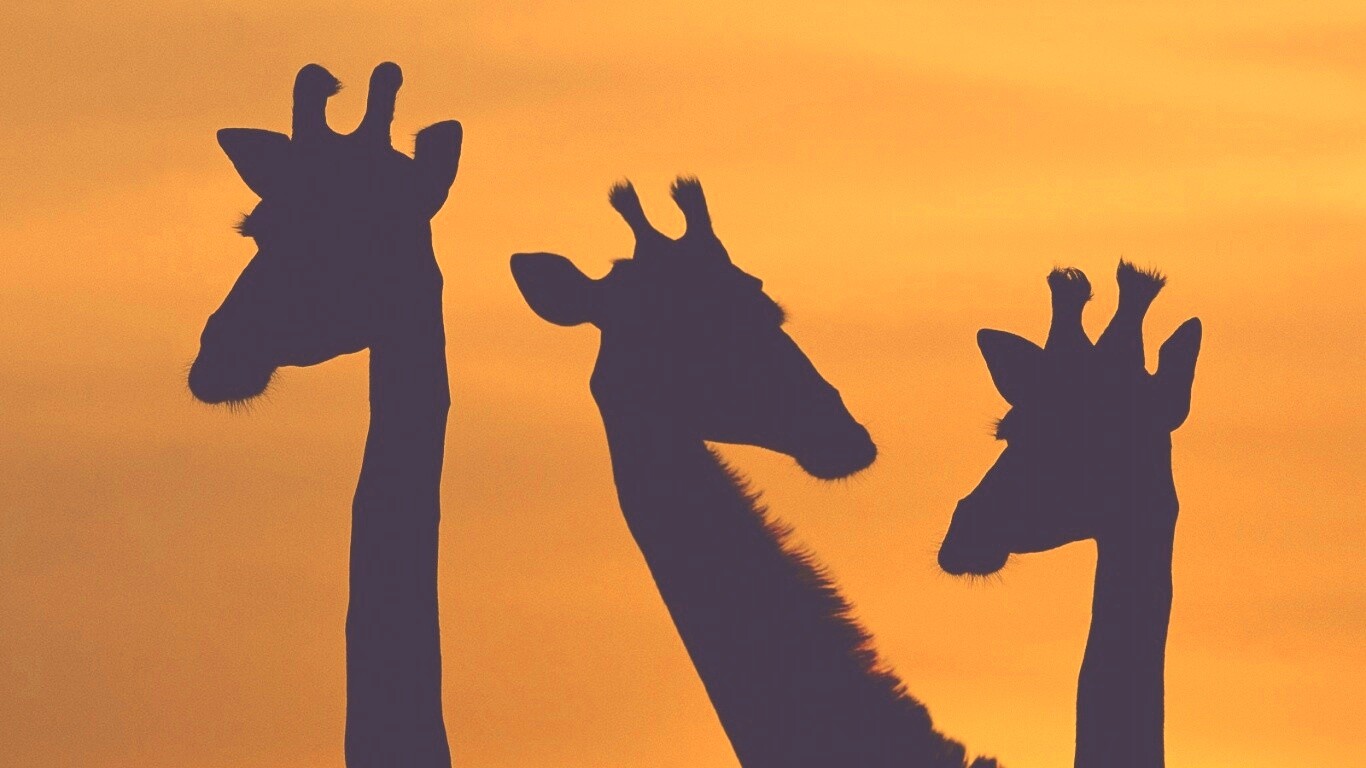 Три силуэта жирафов на фоне неба обои