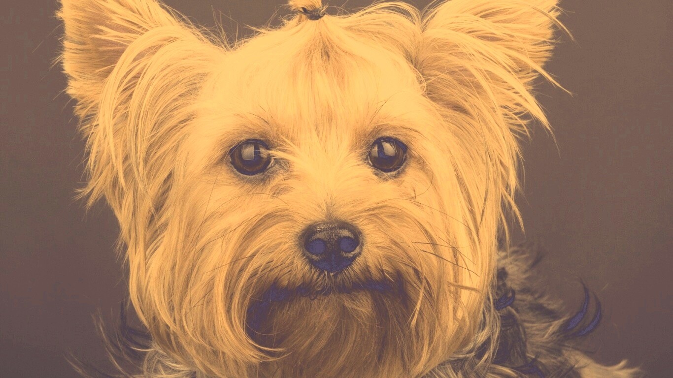 Йоркширский терьер обои