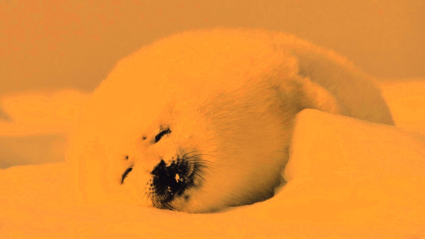 Гренландский тюлень обои