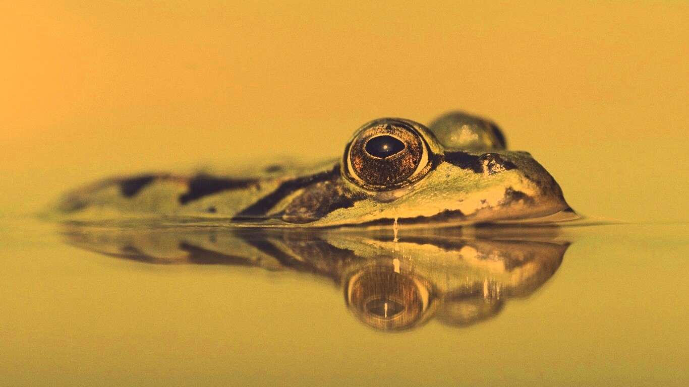 Лягушка обои