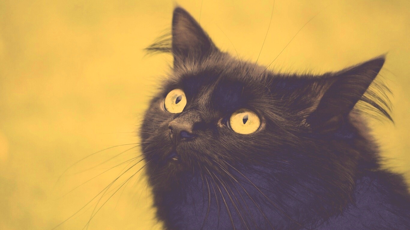 Чёрный котик с зелёными глазками обои