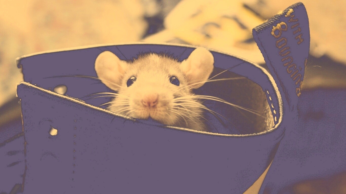 Мышонок выглядывает из ботинка обои