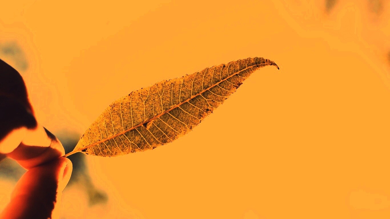 Листик в пальцах обои
