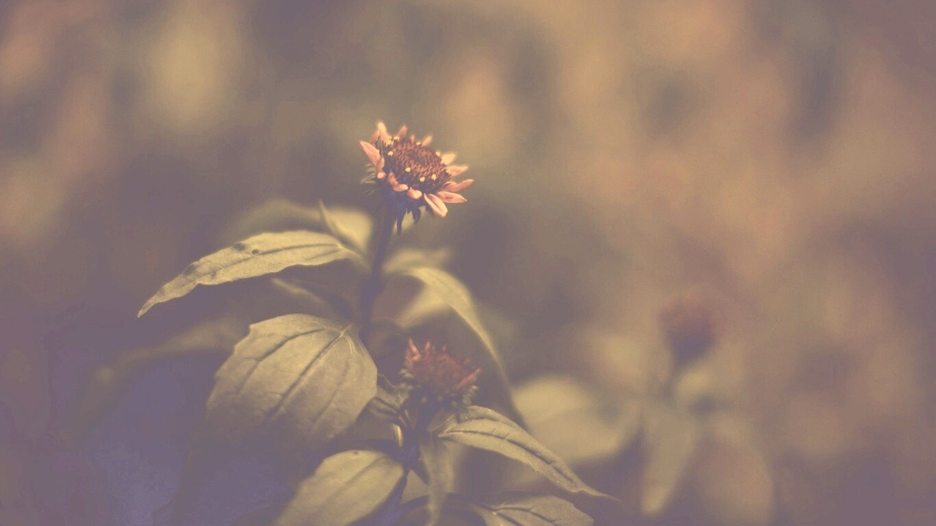 Фотография цветка обои