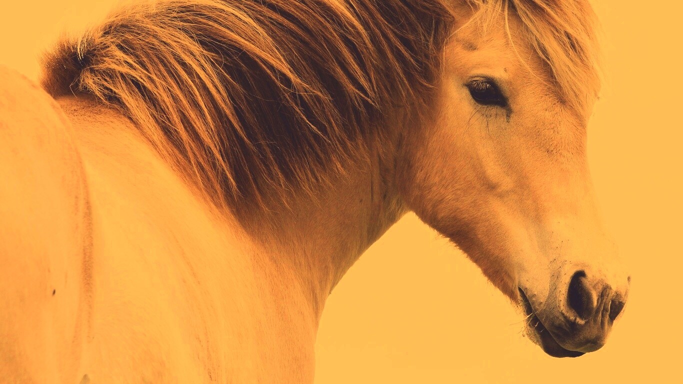 Гривастый конь обои
