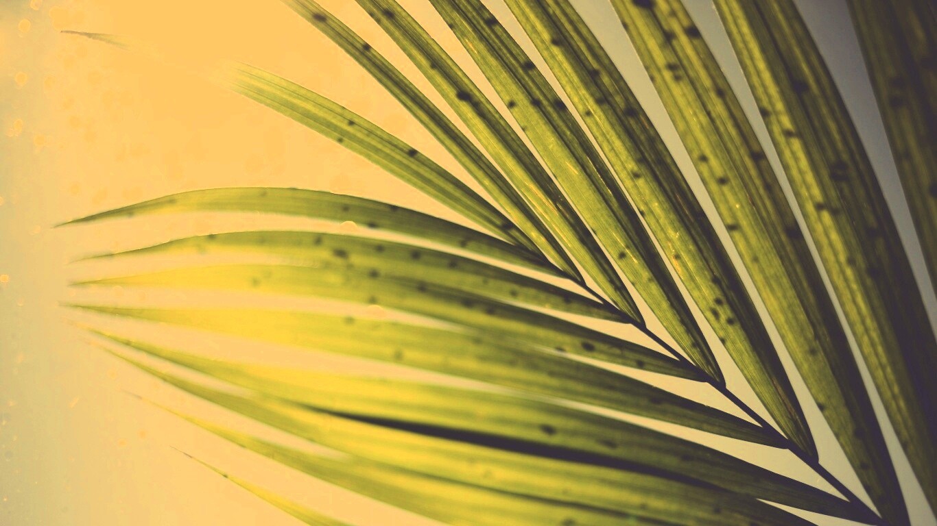 Солнце просвечивает сквозь пальмовый лист обои