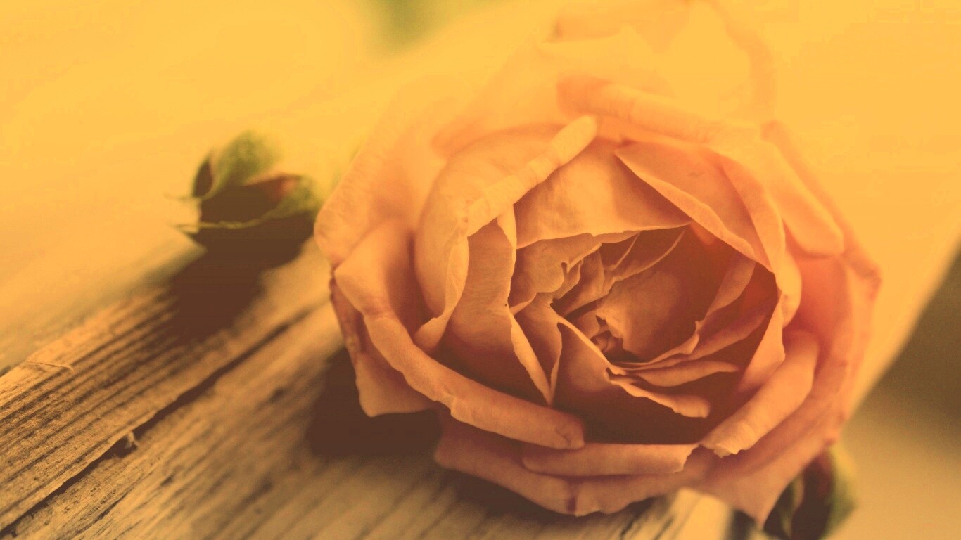 Бутон нежной розы обои