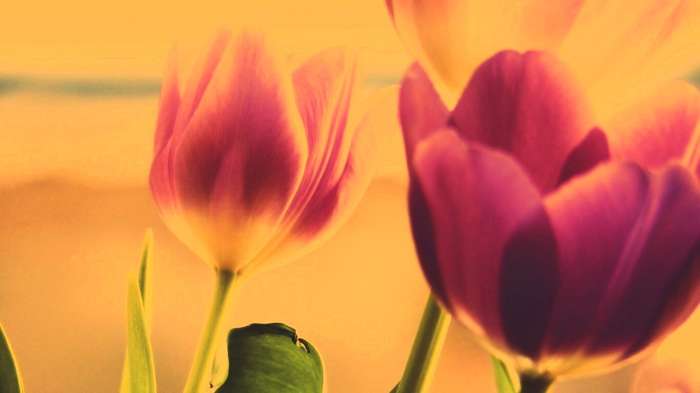 Тюльпаны обои