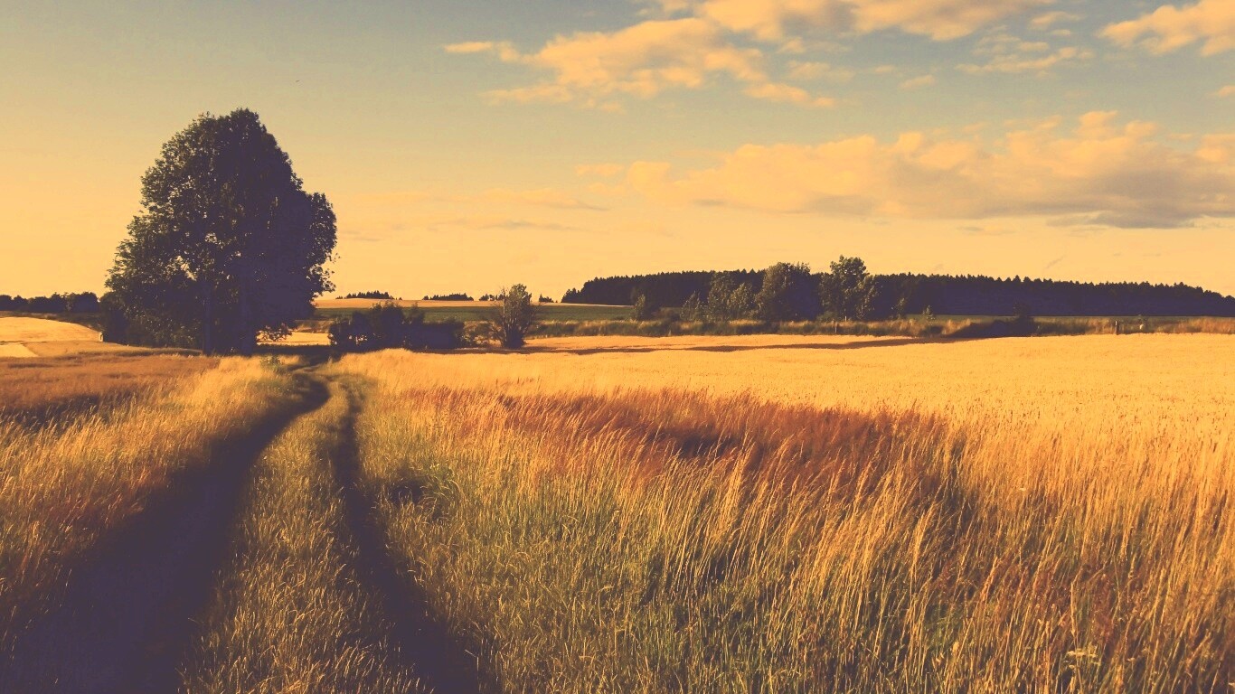 Колея в поле обои