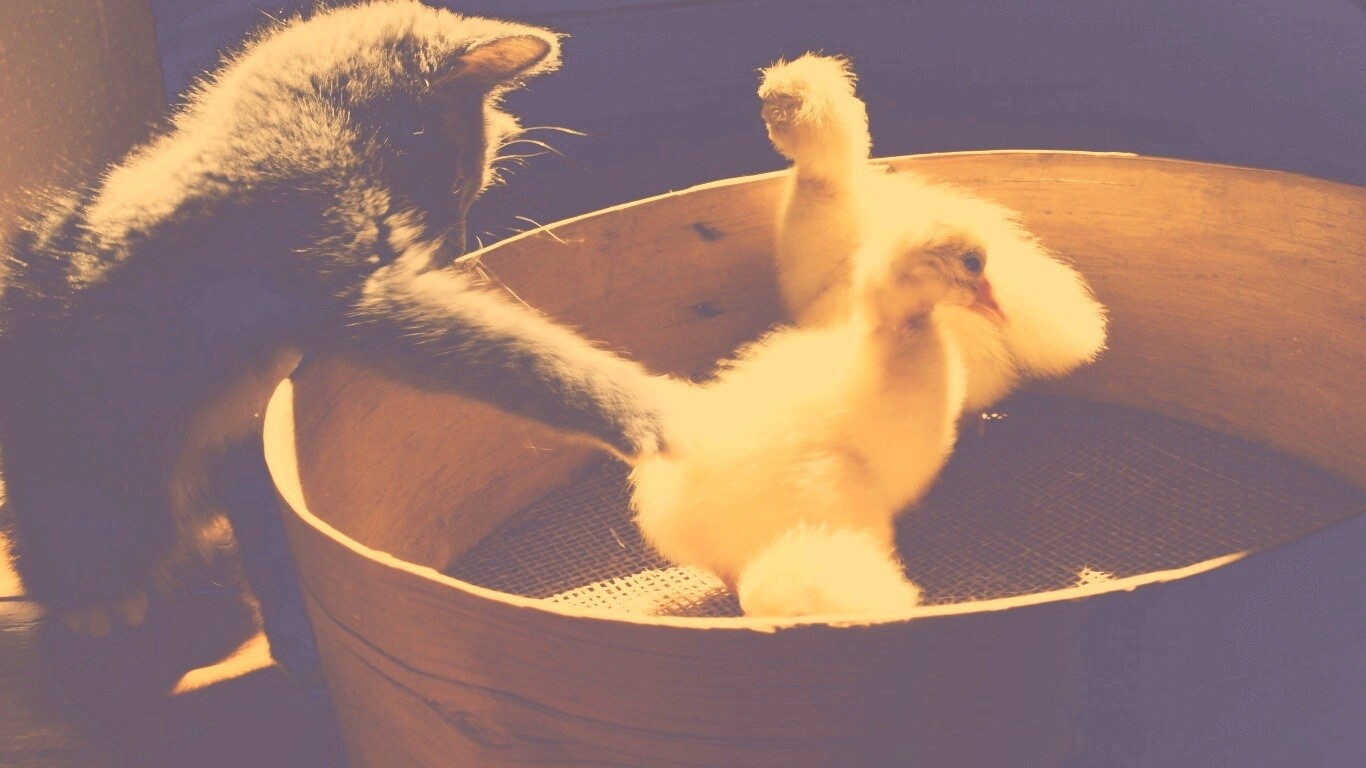 Котенок играет с утятами обои