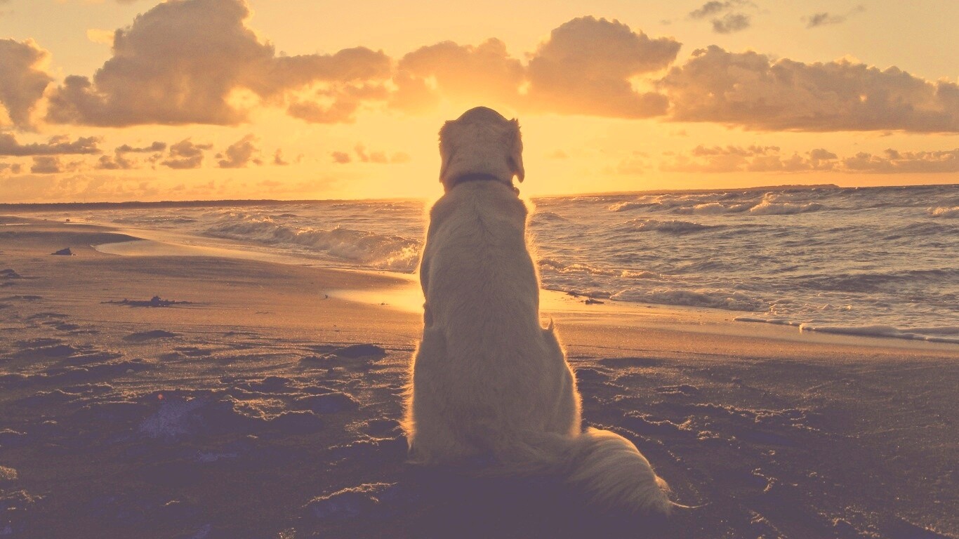 Собака наблюдающая закат на пляже обои