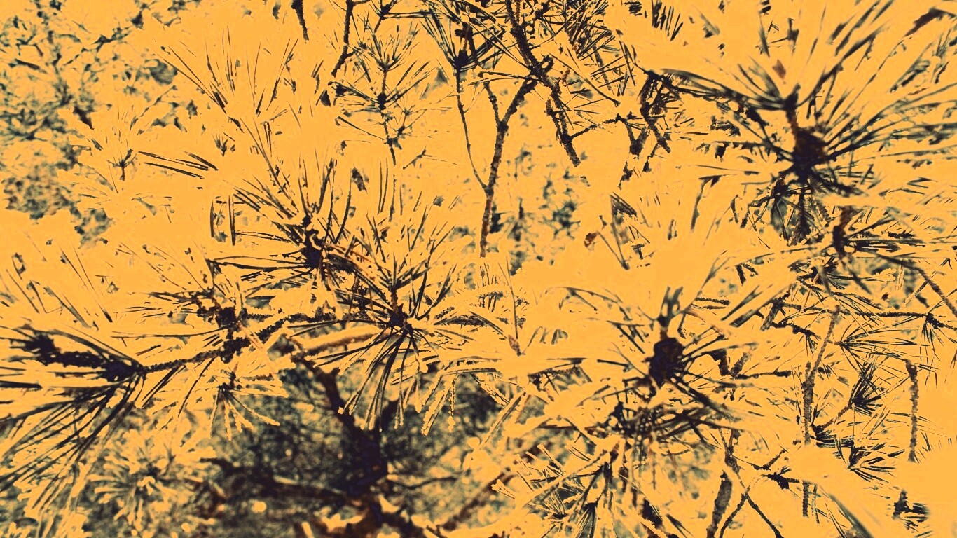 Фото сосны обои