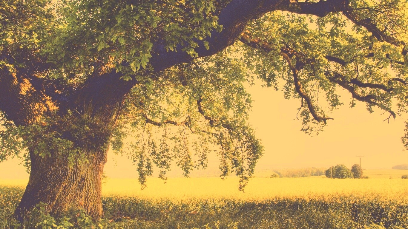 Старый дуб обои