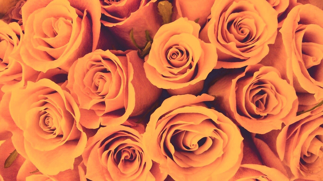 Букет роз обои