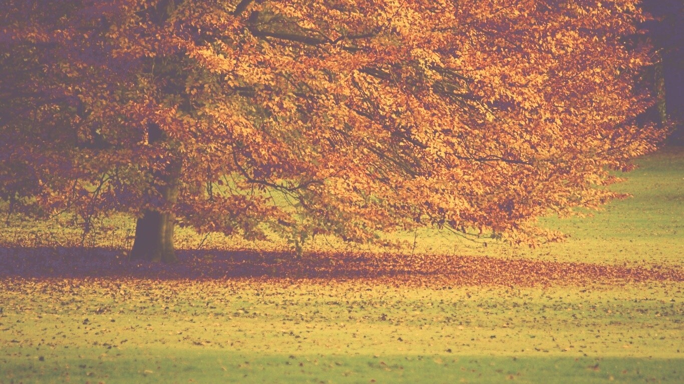 Пожелтевшее дерево с облетающей листвой обои
