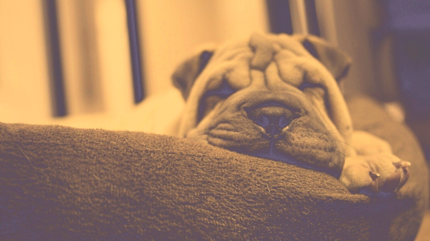 Щенок шарпея спит обои