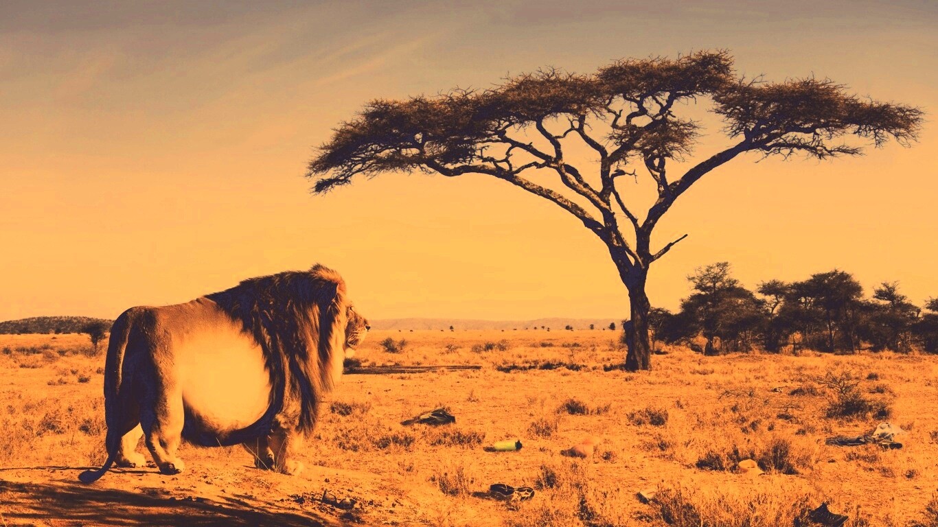 Толстый лев обои