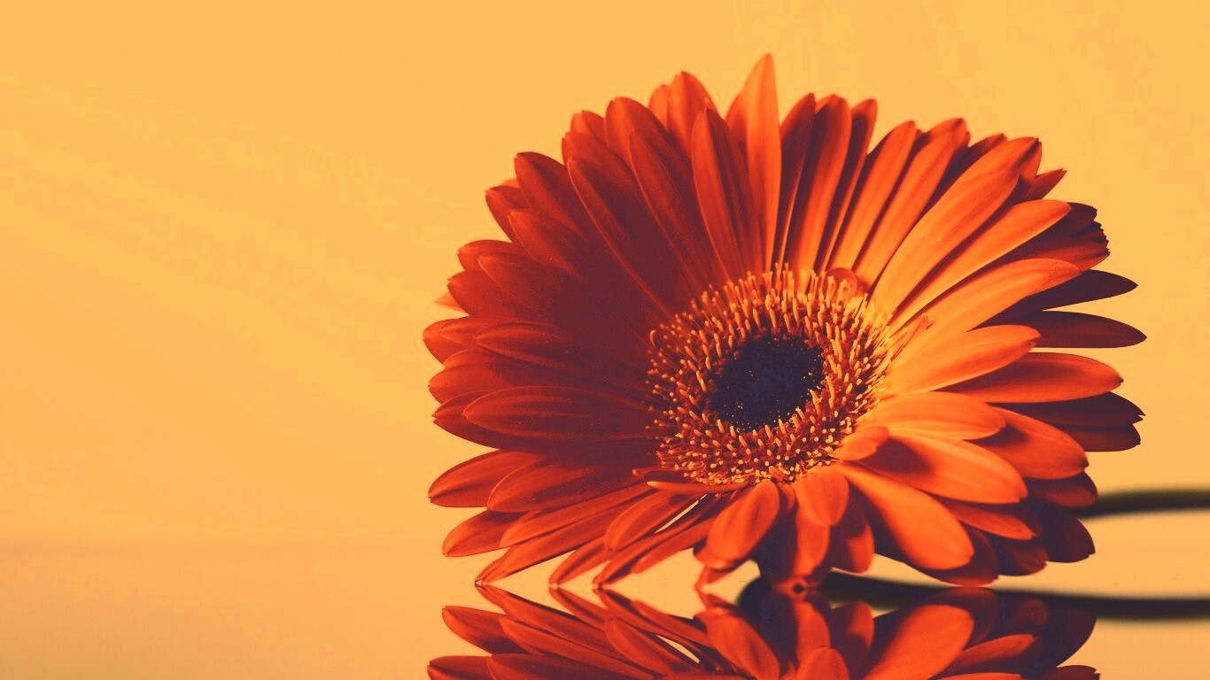 Гербер на стекле обои