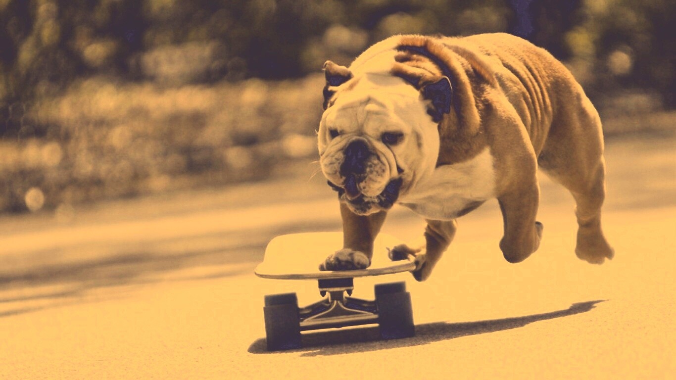 Собака на скейтборде обои