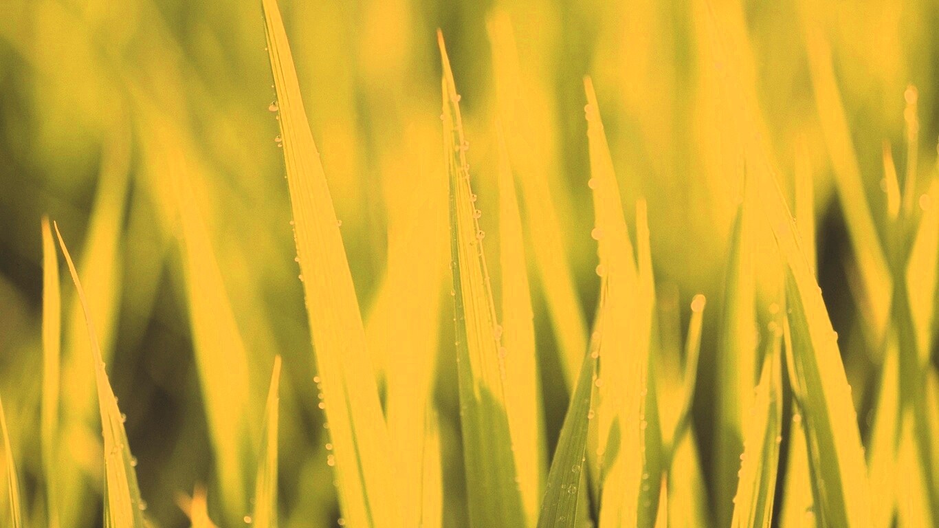 Яркая зеленая трава обои