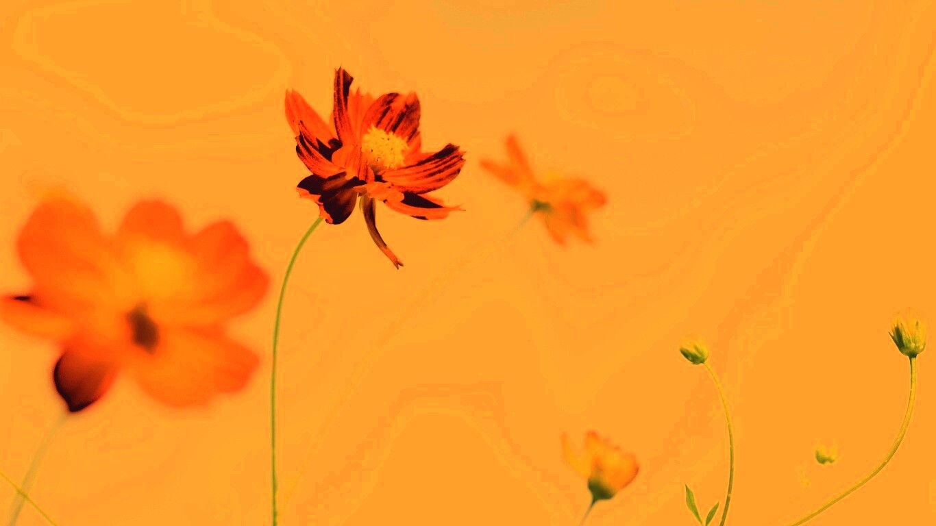 Летние цветы на фоне неба обои