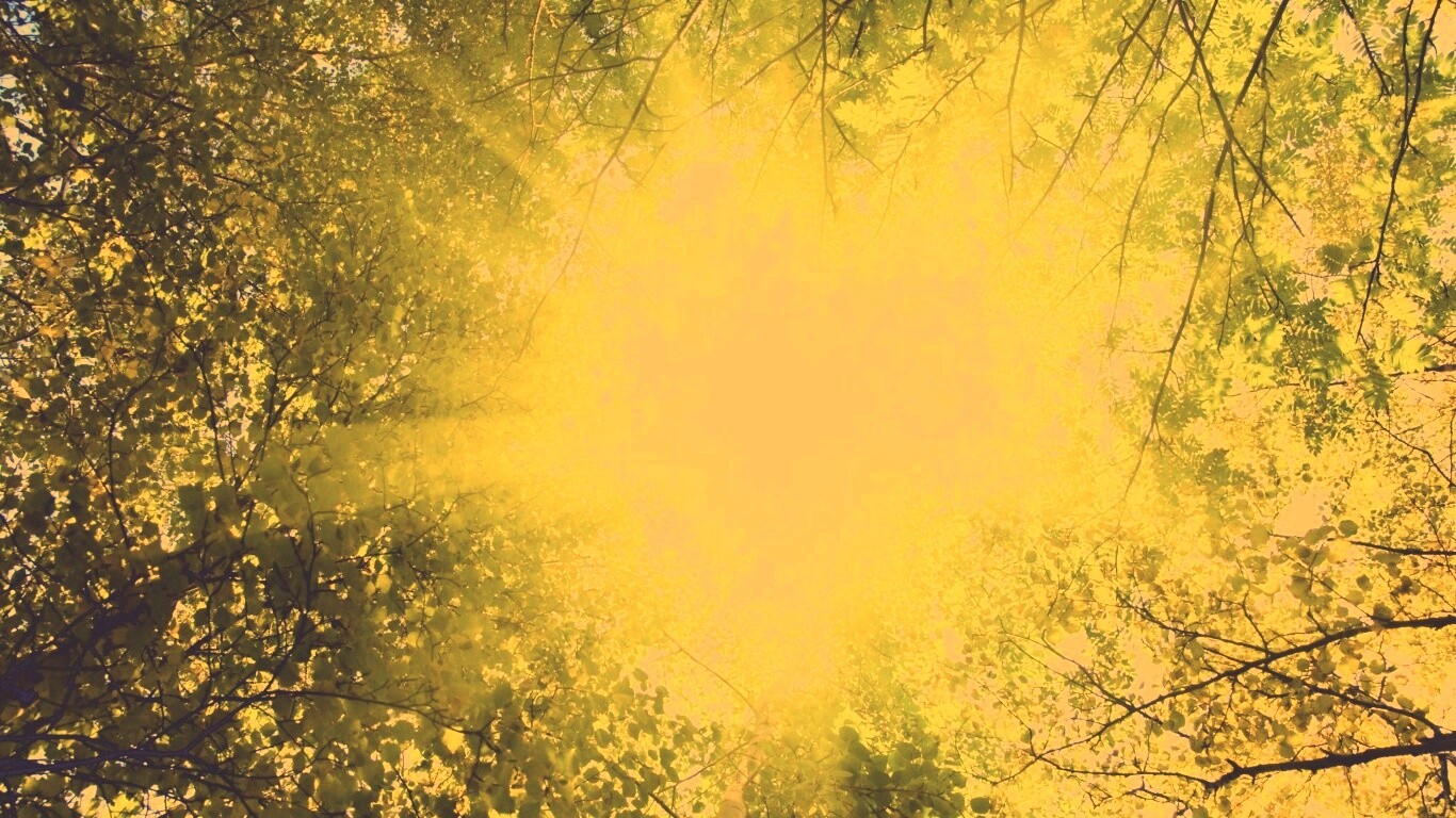 Яркий зеленоватый свет пробивающийся сквозь листву обои