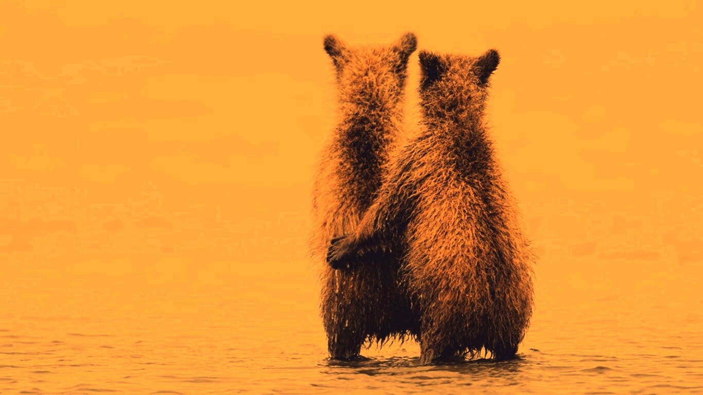 Медвежата обои