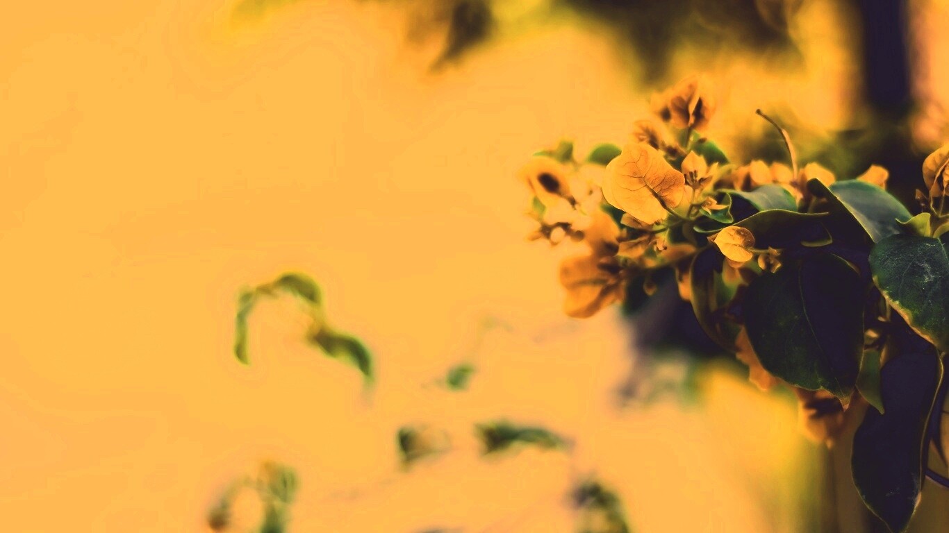 Растение обои