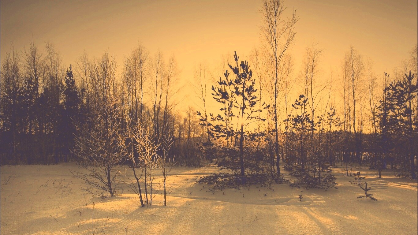 Зимний лес обои