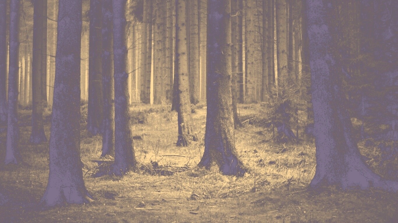 Темный лес обои