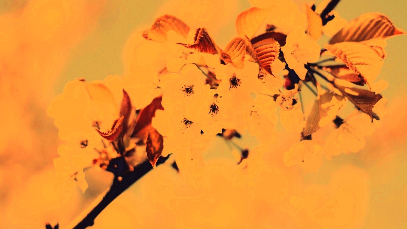 Белые цветы вишни обои