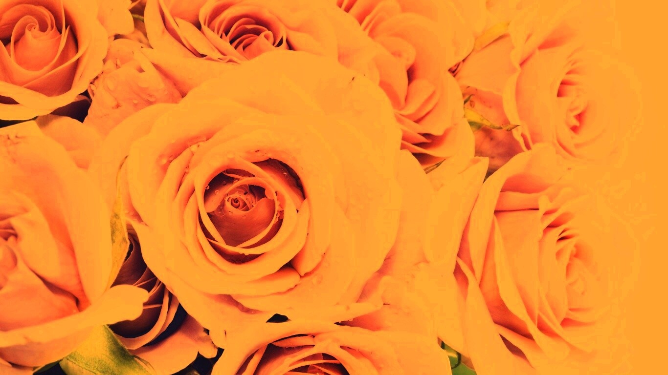 Букет розовых роз обои