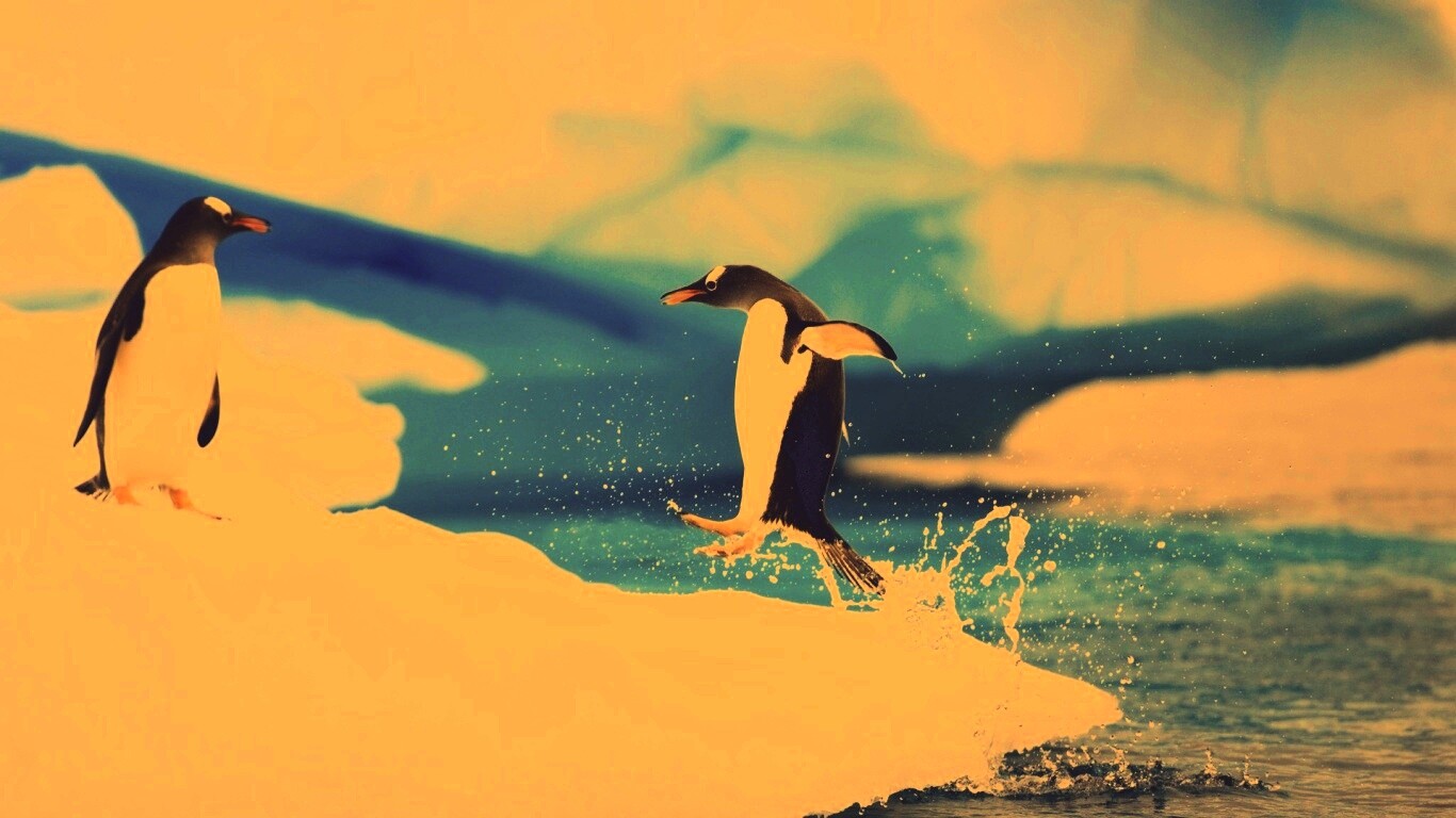 Пигвин запрыгивает на льдину обои