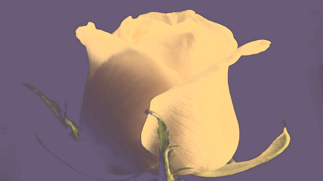 Бутон белой розы обои