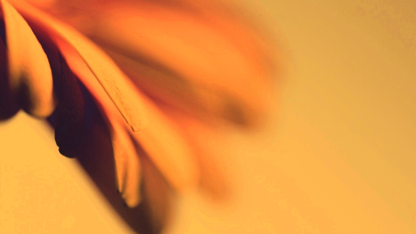 Лепестки цветка в макро обои