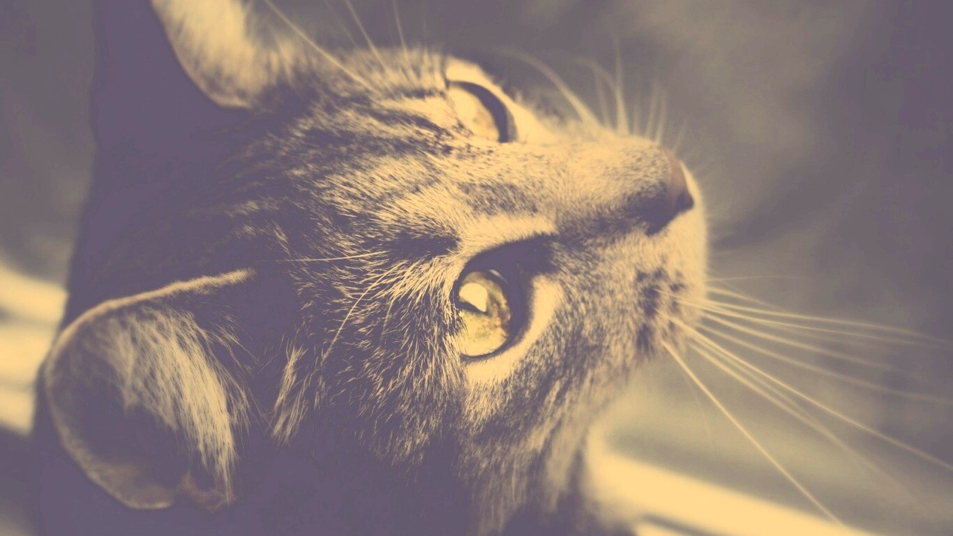 Кот с желтыми глазами обои