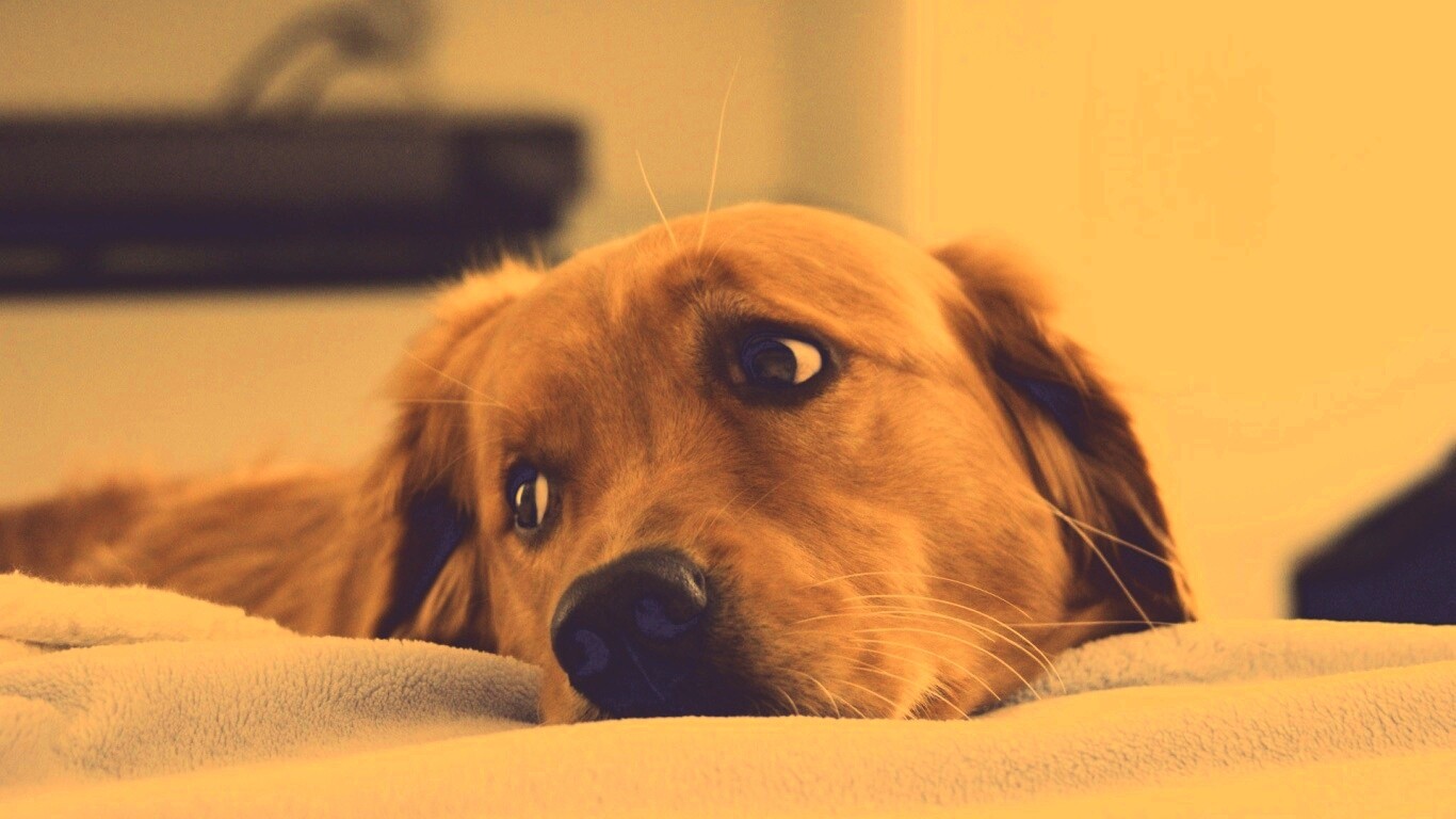 Лабрадор-ретривер обои