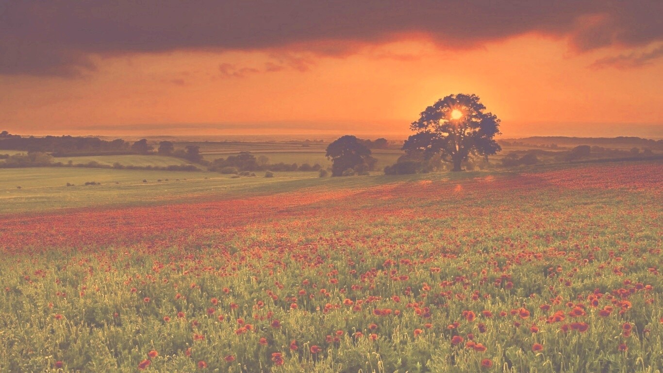 Закат на поле красных цветов обои