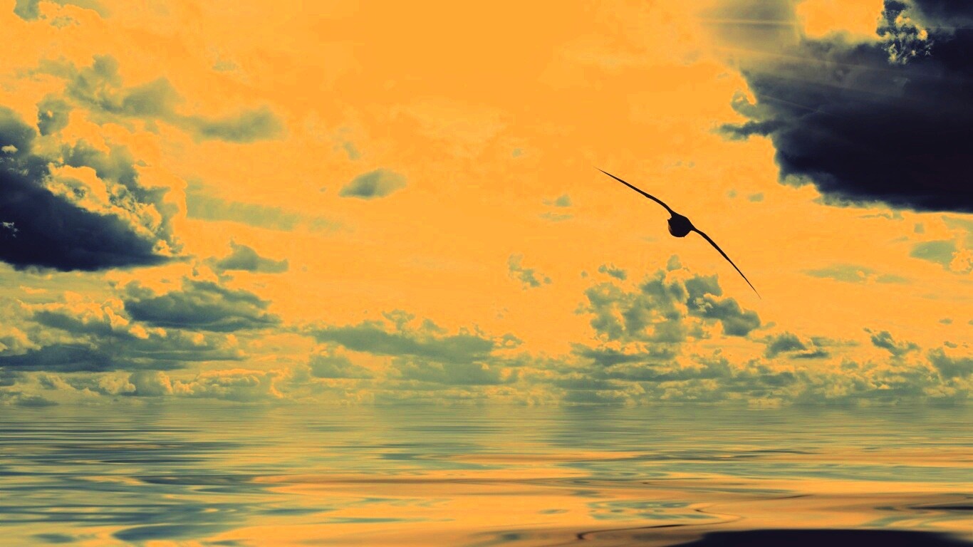 Лети как птица над волнами обои