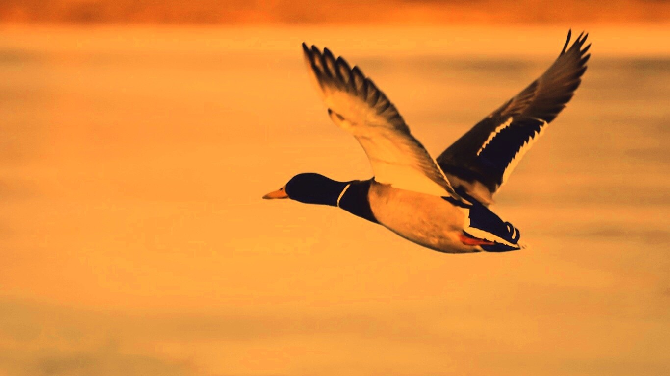 Полёт утки обои