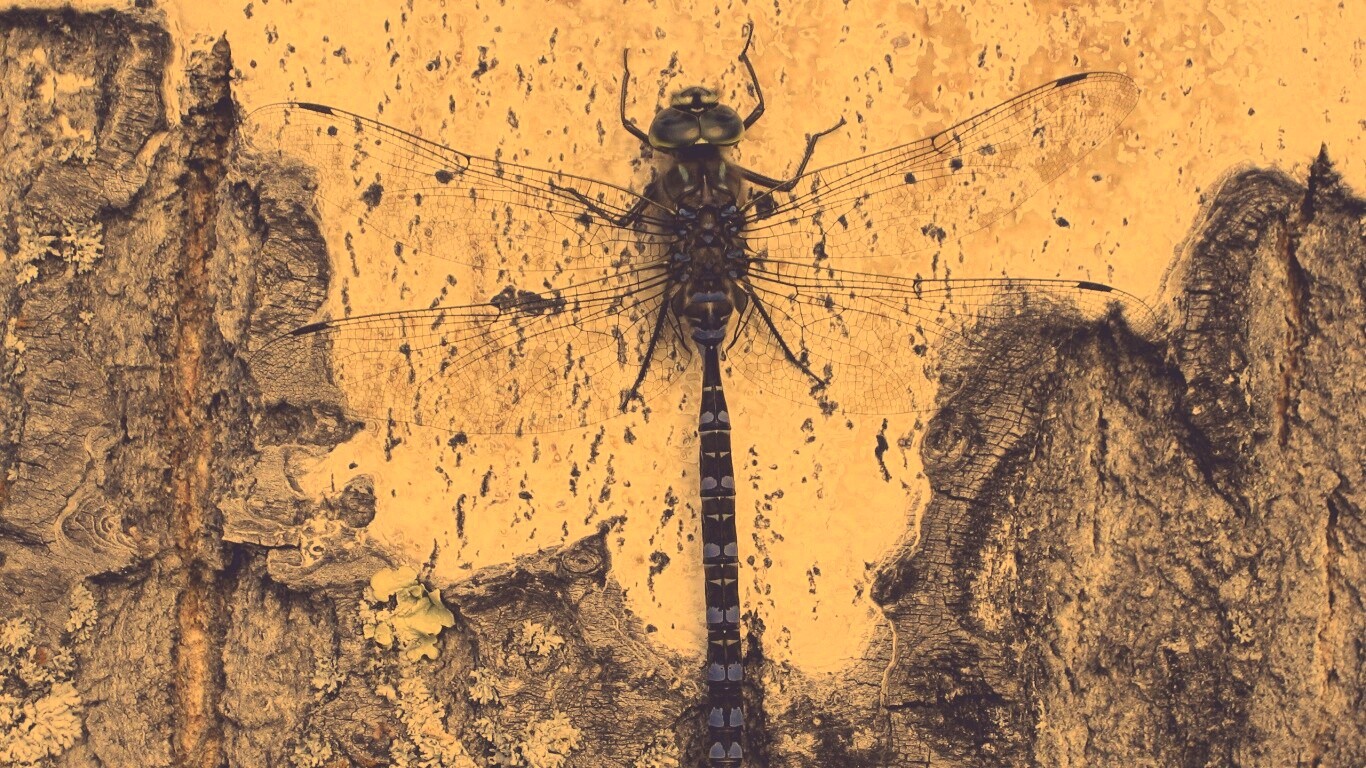 Стрекоза на дереве обои
