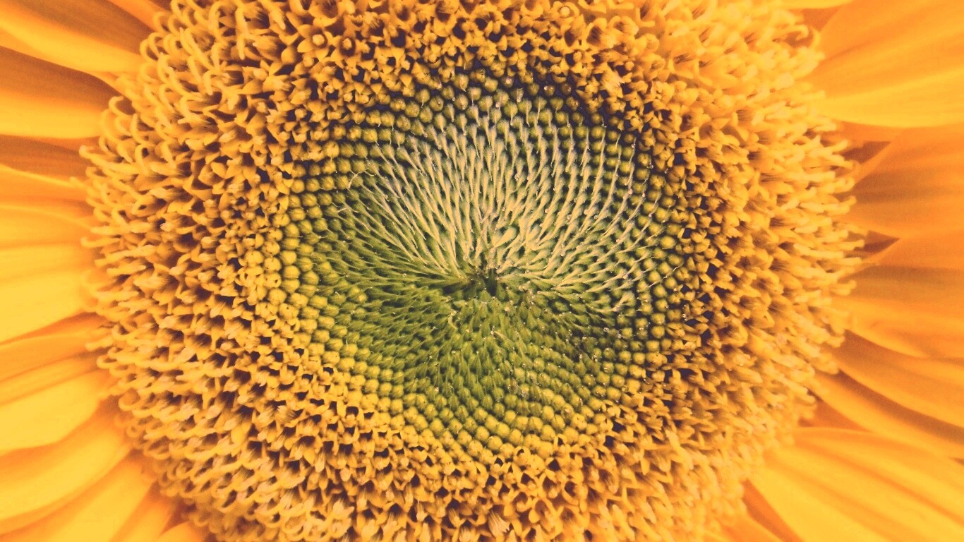 Недозревший подсолнух обои