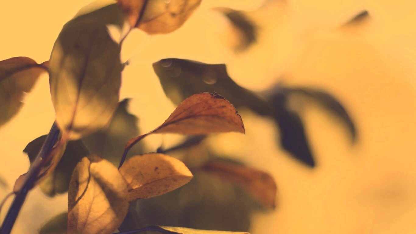 Увядающие листья обои