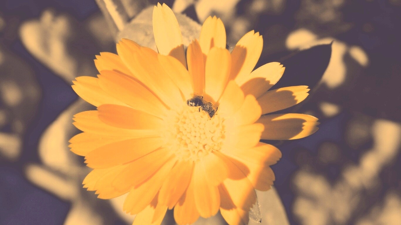 Оса на цветке обои